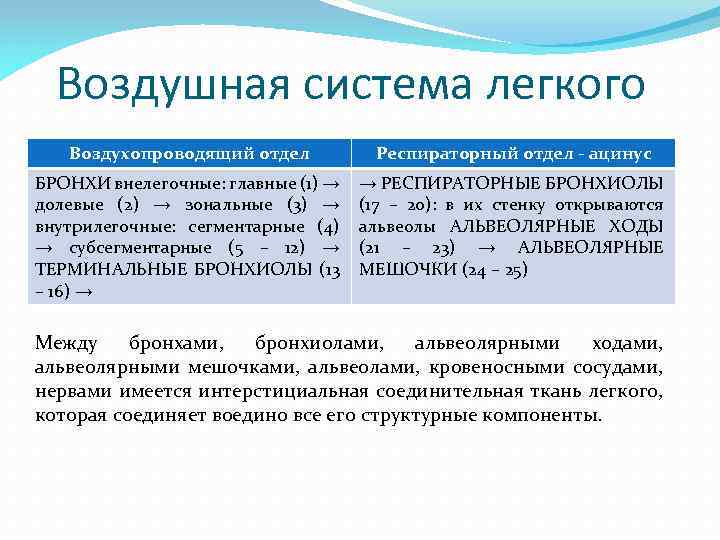 Воздушная система легкого Воздухопроводящий отдел Респираторный отдел - ацинус БРОНХИ внелегочные: главные (1) →