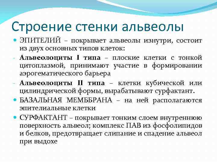Строение стенки альвеолы ЭПИТЕЛИЙ – покрывает альвеолы изнутри, состоит из двух основных типов клеток: