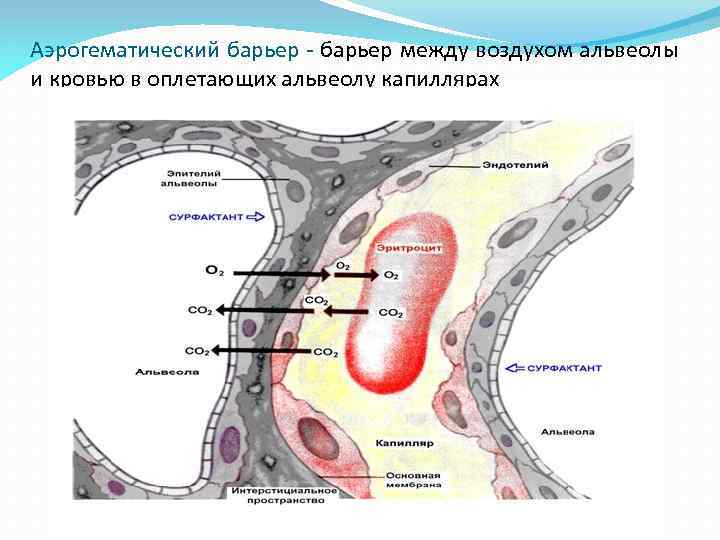 Аэрогематический барьер - барьер между воздухом альвеолы и кровью в оплетающих альвеолу капиллярах 