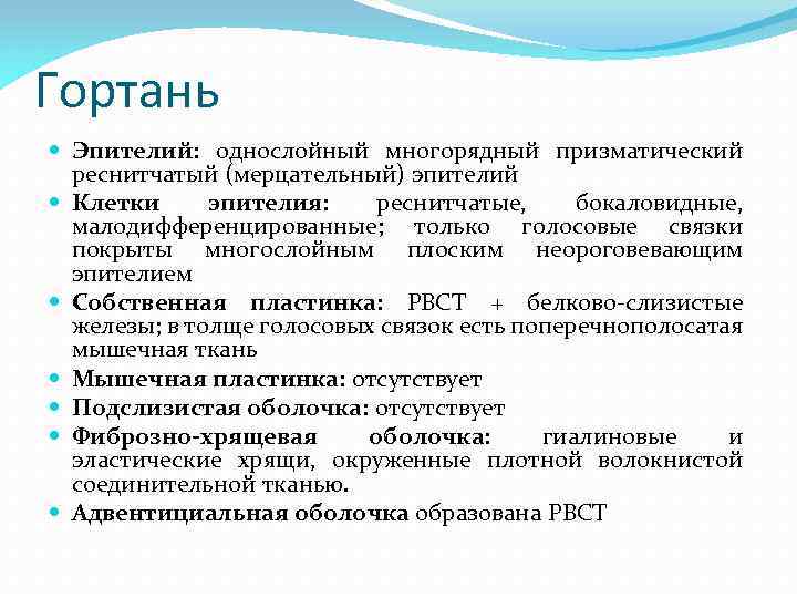 Гортань Эпителий: однослойный многорядный призматический реснитчатый (мерцательный) эпителий Клетки эпителия: реснитчатые, бокаловидные, малодифференцированные; только