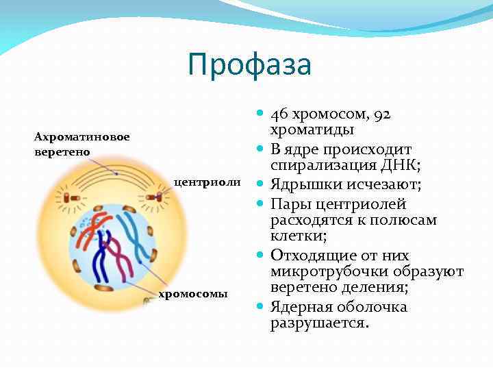 4 спирализация хромосом происходит в