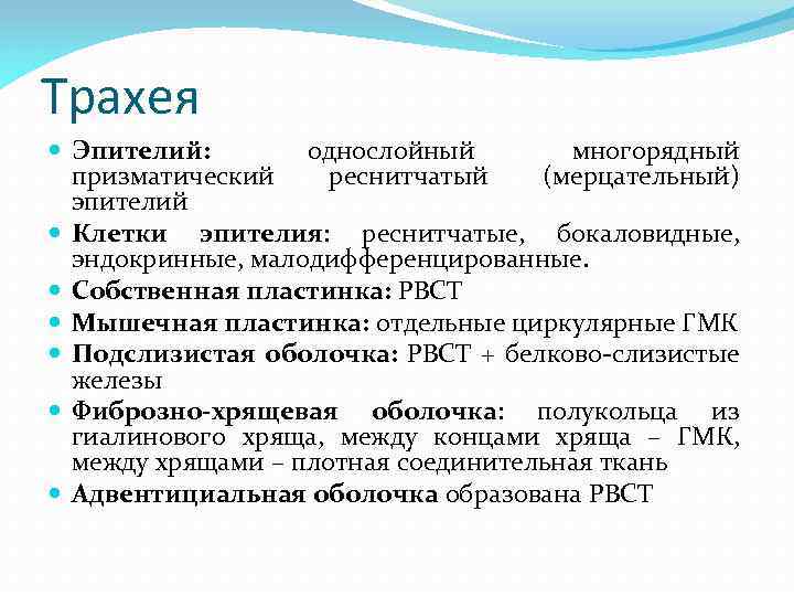 Трахея Эпителий: однослойный многорядный призматический реснитчатый (мерцательный) эпителий Клетки эпителия: реснитчатые, бокаловидные, эндокринные, малодифференцированные.