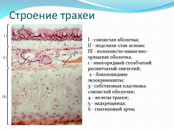 Трахея препарат гистология рисунок с подписями