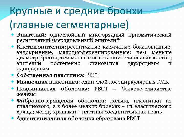 Крупные и средние бронхи (главные сегментарные) Эпителий: однослойный многорядный призматический реснитчатый (мерцательный) эпителий Клетки