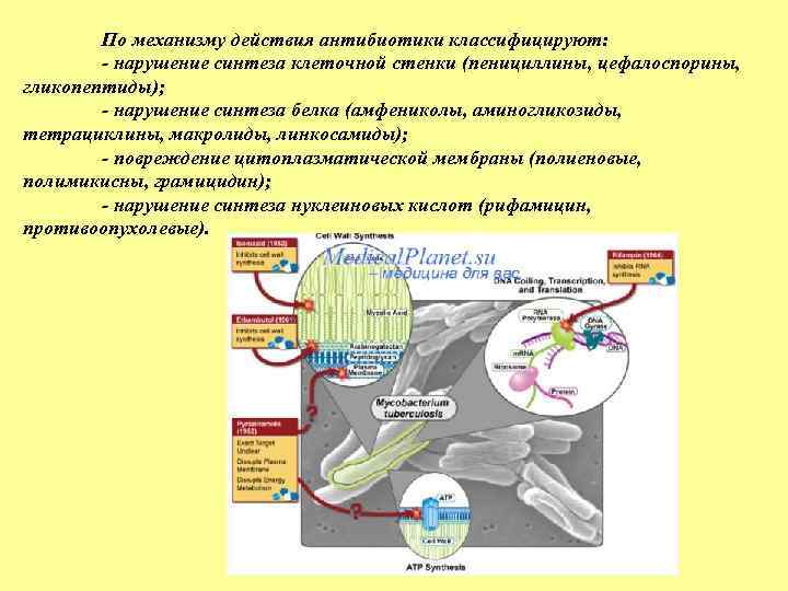 Механизм нарушения синтеза клеточной стенки