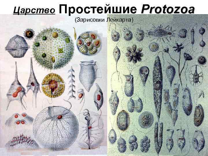 Царство Простейшие Protozoa (Зарисовки Лейкарта) 