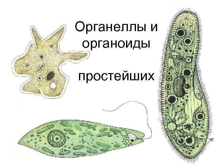 Органеллы и органоиды простейших 