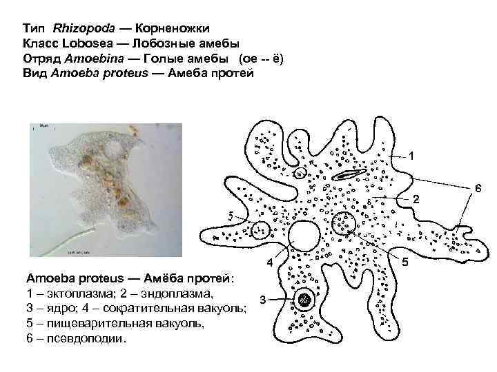 Тип Rhizopoda — Корненожки Класс Lobosea — Лобозные амебы Отряд Amoebina — Голые амебы