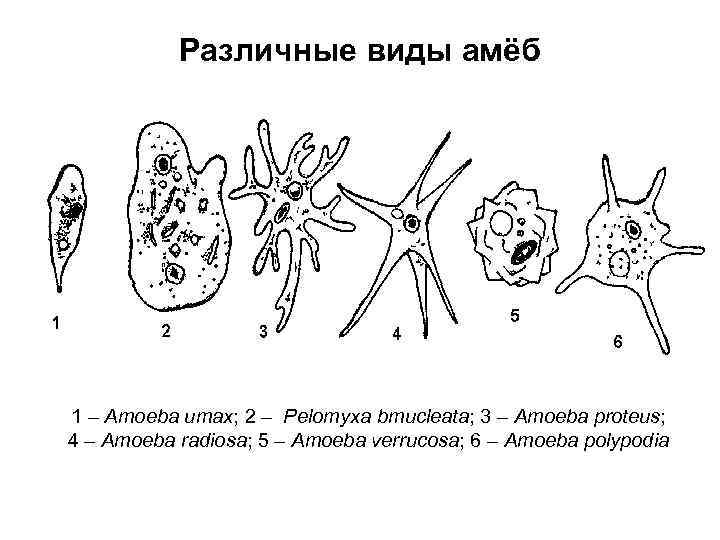 Различные виды амёб 1 – Amoeba umax; 2 – Pelomyxa bmucleata; 3 – Amoeba