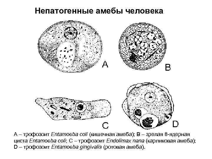 Непатогенные амебы человека A – трофозоит Entamoeba coli (кишечная амеба); B – зрелая 8