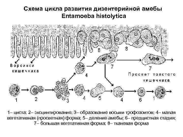 Схема цикла развития дизентерийной амебы Entamoeba histolytica 1– циста; 2– эксцинтирование; 3– образование восьми