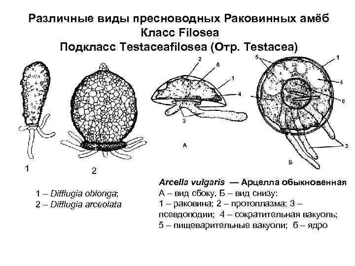 Различные виды пресноводных Раковинных амёб Класс Filosea Подкласс Testaceafilosea (Отр. Testacea) 1 2 1