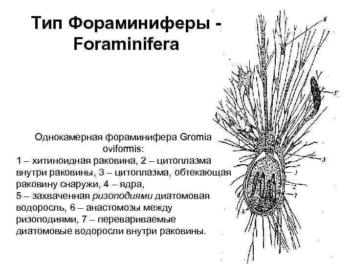 Тип Фораминиферы Foraminifera Однокамерная фораминифера Gromia oviformis: 1 – хитиноидная раковина, 2 – цитоплазма