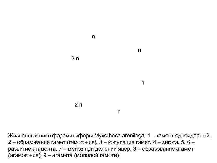 n n 2 n n Жизненный цикл фораминиферы Myxotheca arenilega: 1 – гамонт одноядерный,