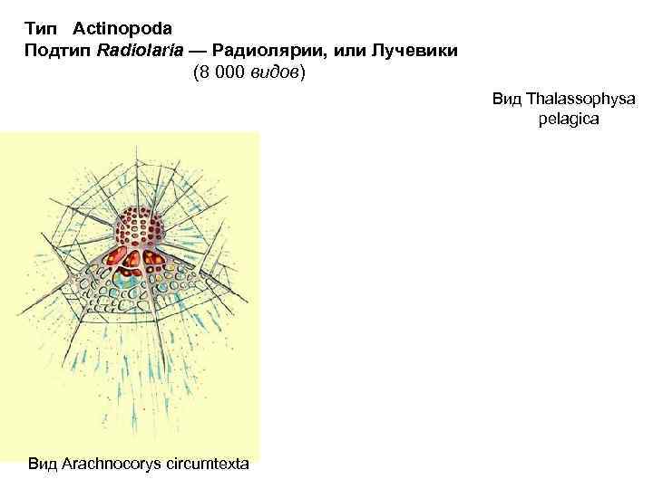 Тип Actinopoda Подтип Radiolaria — Радиолярии, или Лучевики (8 000 видов) Вид Thalassophysa pelagica