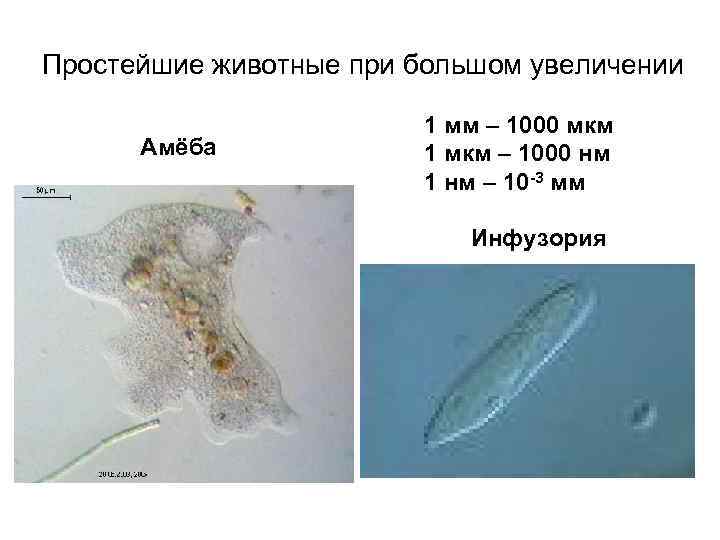 Простейшие животные при большом увеличении Амёба 1 мм – 1000 мкм 1 мкм –