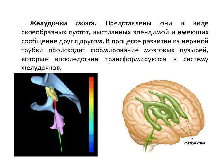 Желудочки мозга. Представлены они в виде своеобразных пустот, выстланных эпендимой и имеющих сообщение друг