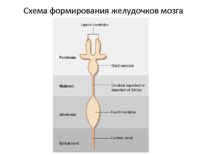 Схема формирования желудочков мозга 