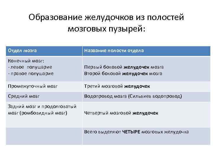 Образование желудочков из полостей мозговых пузырей: Отдел мозга Название полости отдела Конечный мозг: -