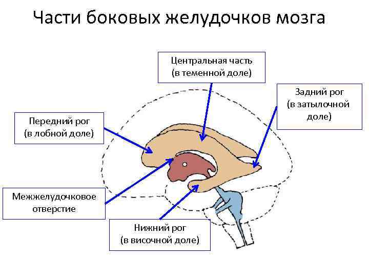 Части боковых желудочков мозга Центральная часть (в теменной доле) Задний рог (в затылочной доле)