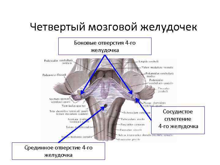 Четвертый мозговой желудочек Боковые отверстия 4 -го желудочка Сосудистое сплетение 4 -го желудочка Срединное