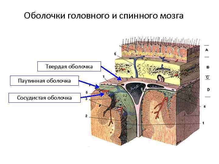 Оболочки головного и спинного мозга Твердая оболочка Паутинная оболочка Сосудистая оболочка 