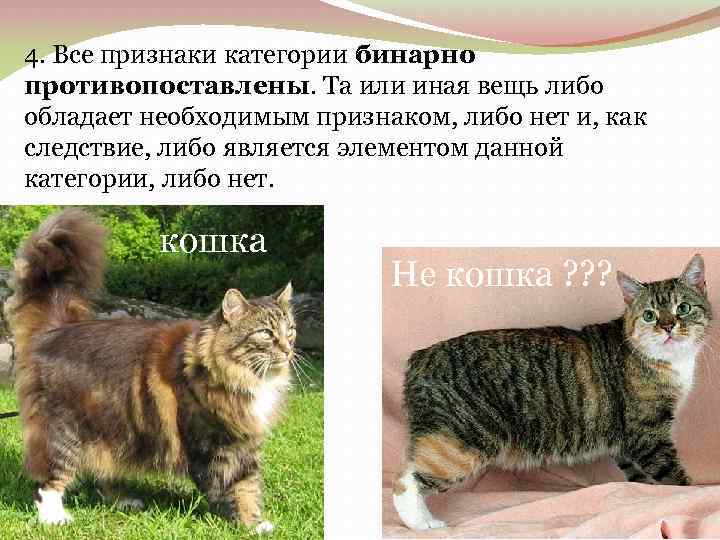 4. Все признаки категории бинарно противопоставлены. Та или иная вещь либо обладает необходимым признаком,