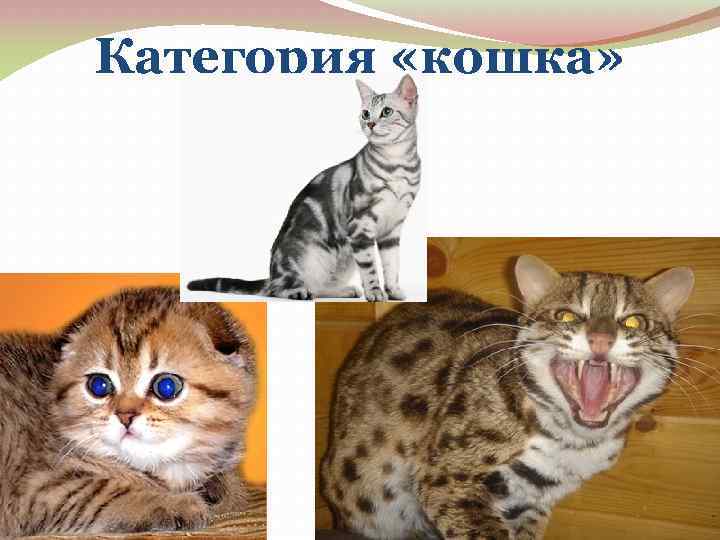 Категория «кошка» 