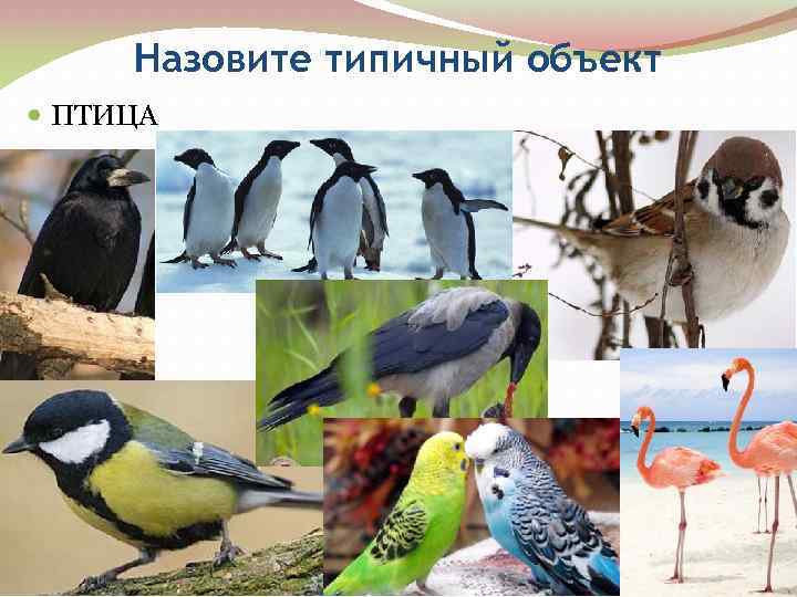 Назовите типичный объект ПТИЦА 