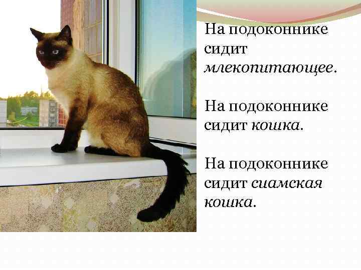 На подоконнике сидит млекопитающее. На подоконнике сидит кошка. На подоконнике сидит сиамская кошка. 