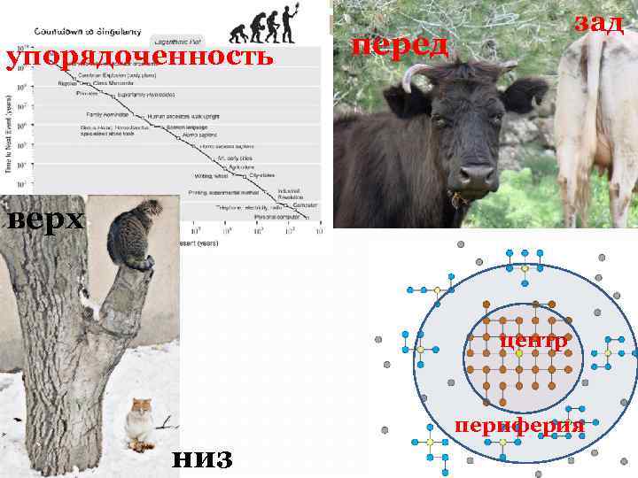 линейная упорядоченность зад перед верх центр периферия низ 
