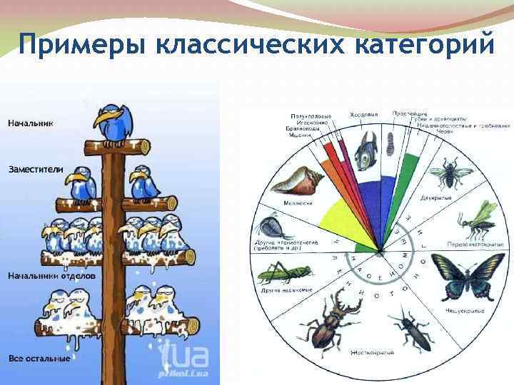 Примеры классических категорий 