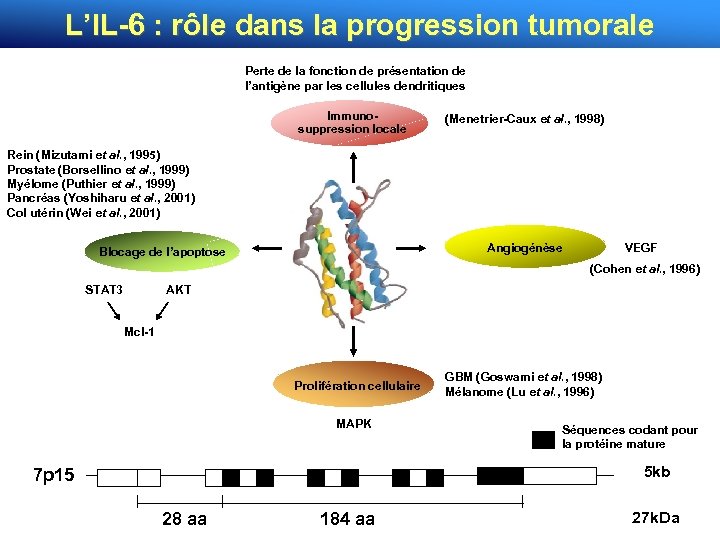 L’IL-6 : rôle dans la progression tumorale Perte de la fonction de présentation de