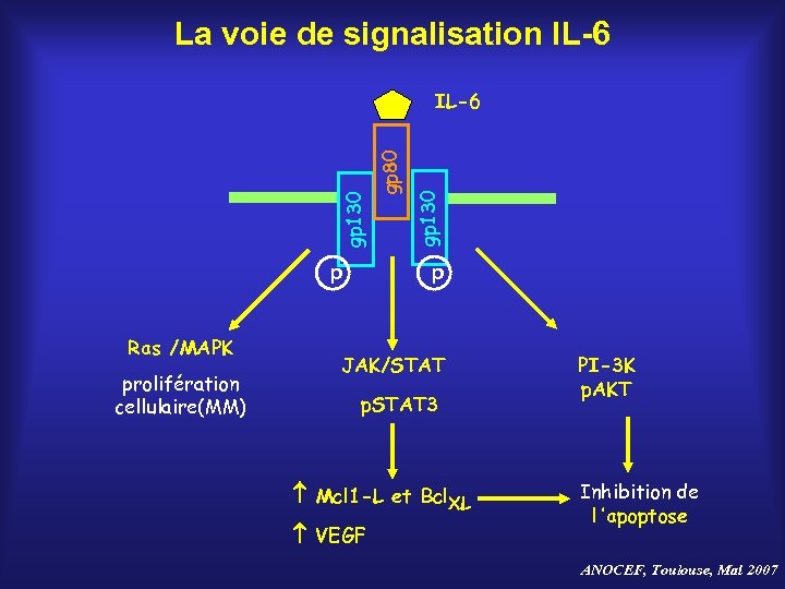 La voie de signalisation IL-6 p Ras /MAPK prolifération cellulaire(MM) gp 130 gp 80