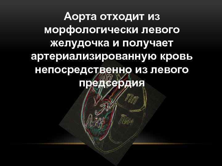 Аорта отходит из морфологически левого желудочка и получает артериализированную кровь непосредственно из левого предсердия