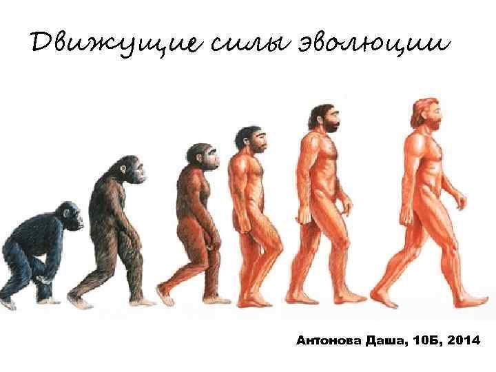 Движущие силы эволюции Антонова Даша, 10 Б, 2014 