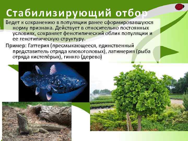 Стабилизирующий отбор Ведет к сохранению в популяции ранее сформировавшуюся норму признака. Действует в относительно