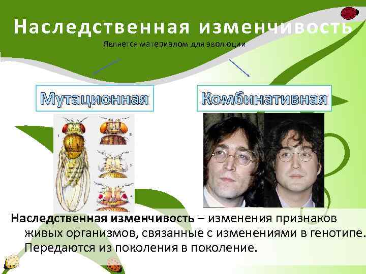 Наследственная изменчивость Является материалом для эволюции Мутационная Комбинативная Наследственная изменчивость – изменения признаков живых