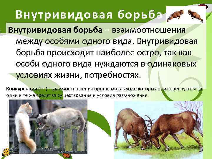 Внутривидовая борьба – взаимоотношения между особями одного вида. Внутривидовая борьба происходит наиболее остро, так