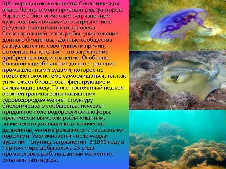 6)К сокращению количества биологических видов Черного моря приводят ряд факторов. Наравне с биологическим загрязнением