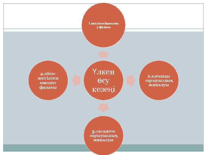 1. вакуолизациялан у фазасы 4. піспжетілген овоцит фазасы Үлкен өсу кезеңі 3. овоцитте сарыуыздың
