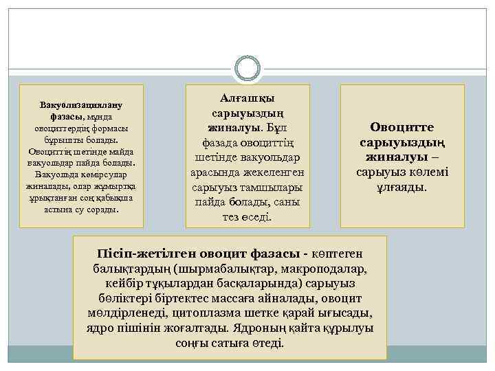 Вакуолизациялану фазасы, мұнда овоциттердің формасы бұрышты болады. Овоциттің шетінде майда вакуольдар пайда болады. Вакуольда