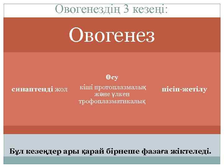 Овогенездің 3 кезеңі: Овогенез синаптенді жол Өсу кіші протоплазмалық және үлкен трофоплазматикалық пісіп-жетілу Бұл