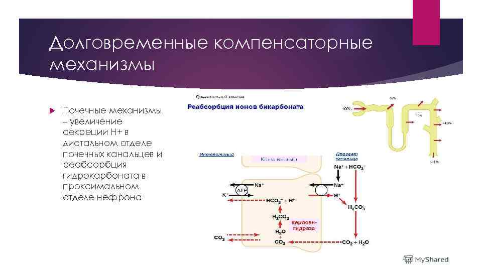 Долговременные компенсаторные механизмы Почечные механизмы – увеличение секреции Н+ в дистальном отделе почечных канальцев