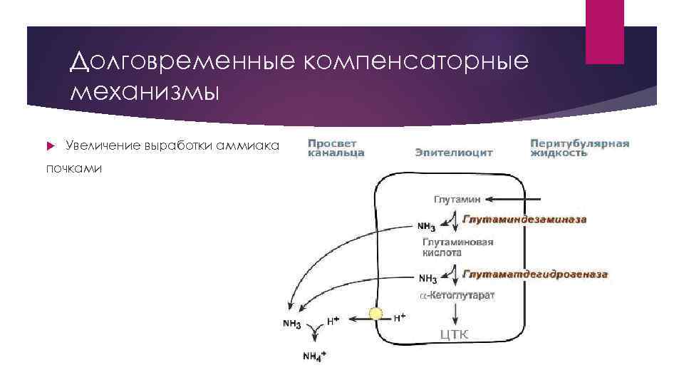 Долговременные компенсаторные механизмы Увеличение выработки аммиака почками 