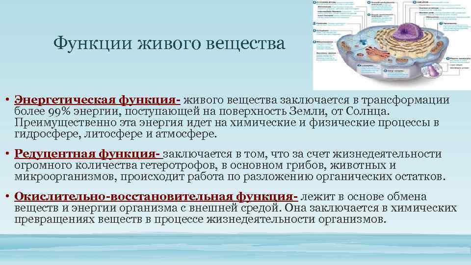 Функции живого вещества • Энергетическая функция- живого вещества заключается в трансформации более 99% энергии,