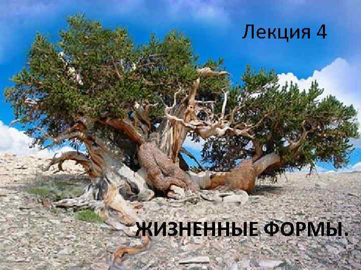 Лекция 4 ЖИЗНЕННЫЕ ФОРМЫ. 