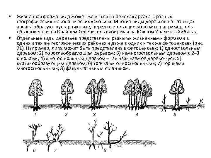 Жизненная форма дерева. Черемуха жизненная форма. Жизненная форма дерево Продолжительность жизни. Продолжительность жизни у различных жизненных форм растений.