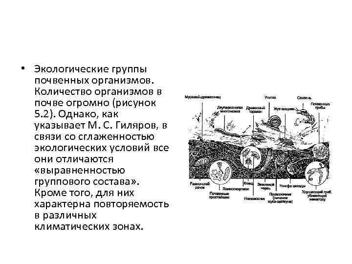  • Экологические группы почвенных организмов. Количество организмов в почве огромно (рисунок 5. 2).
