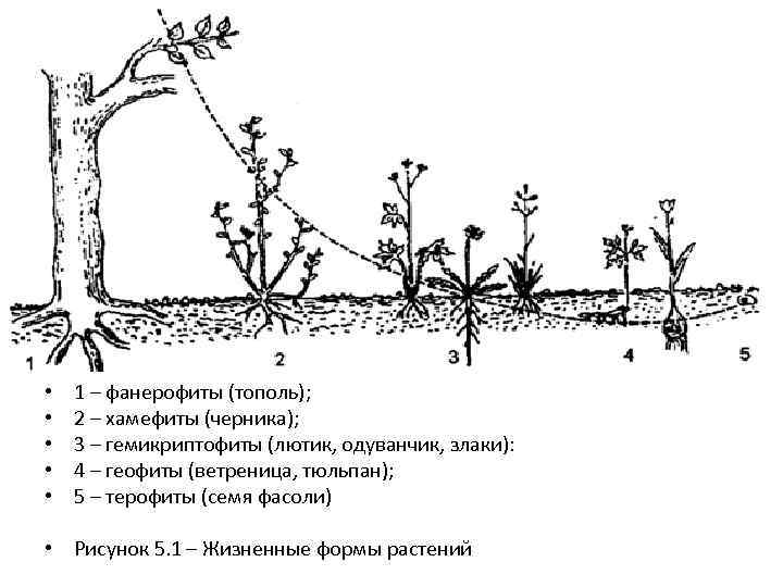 Рисунок жизненных форм